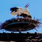 Cigogne